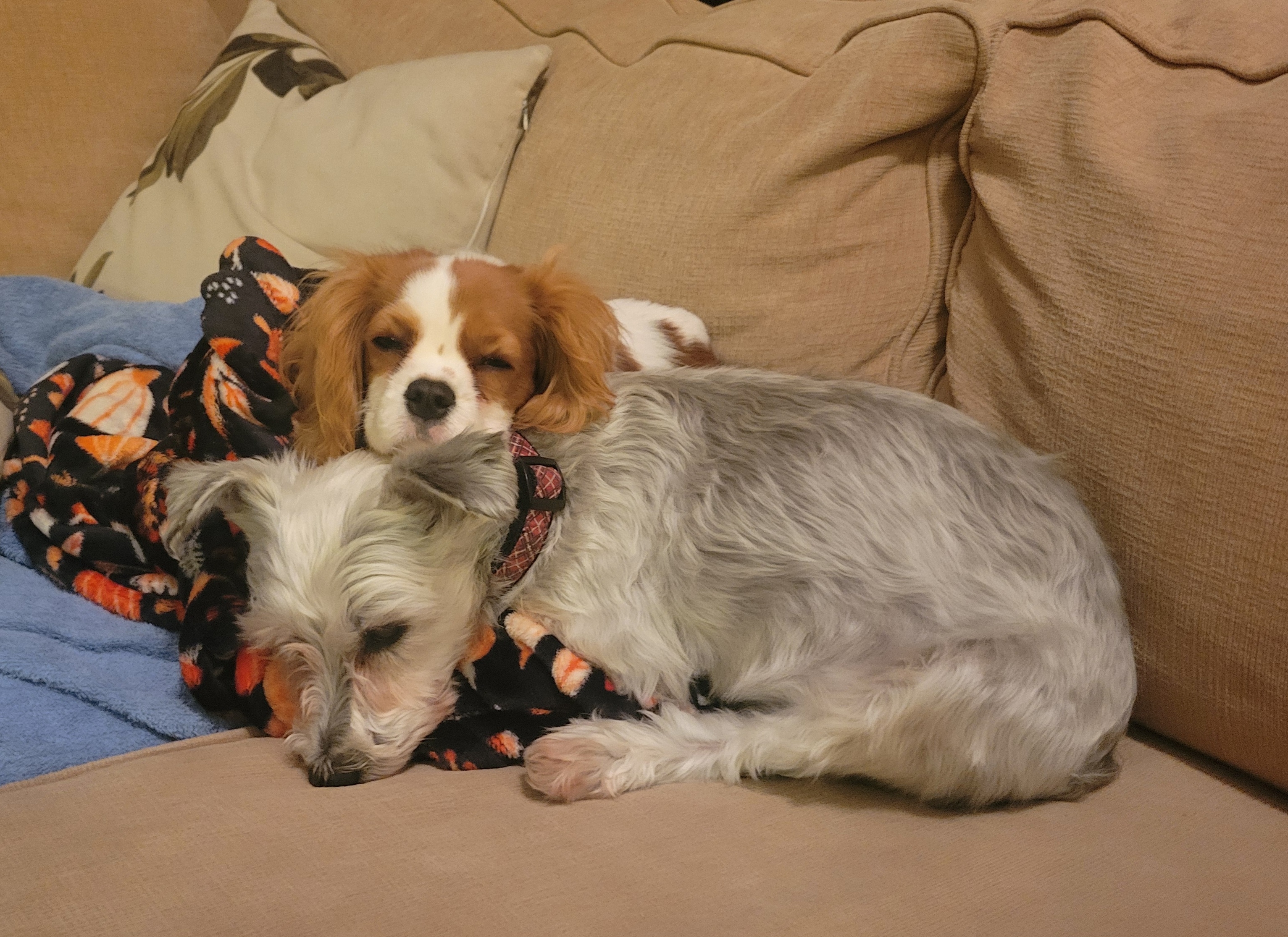 2024-11-23 Bingley and Pepper.jpg